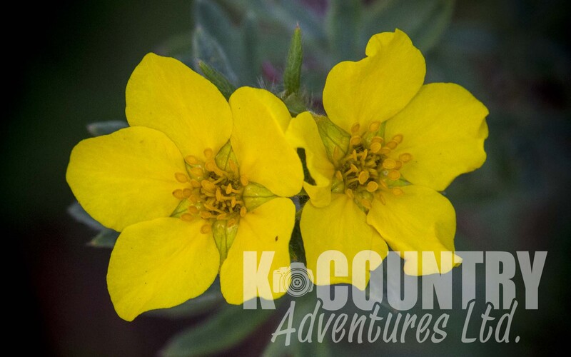 Wildflowers