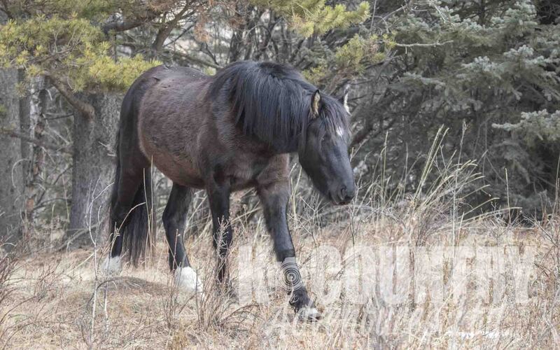 Wild Horse