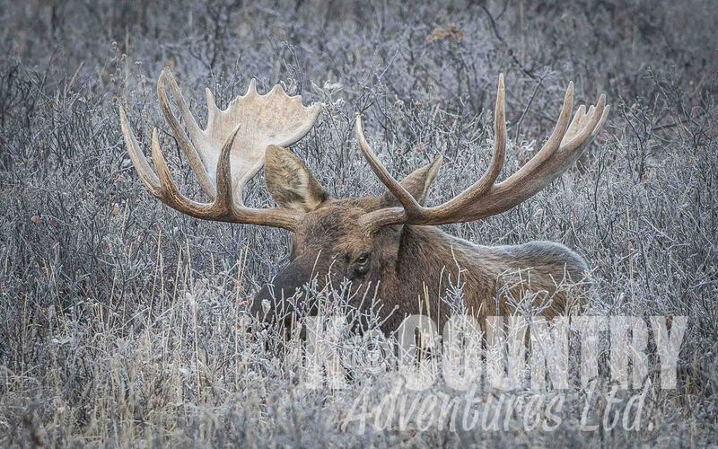 Spray Valley Moose