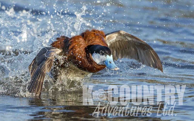 Frank Lake Ruddy Duck